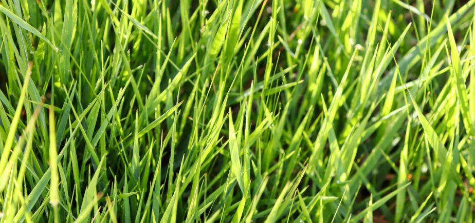 Nos pratiques agricoles vertueuses